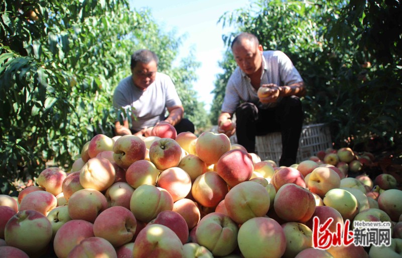 在河北临西县吕寨镇西夏庄村秋甜桃种植基地，工人正在分拣采摘的桃子。
