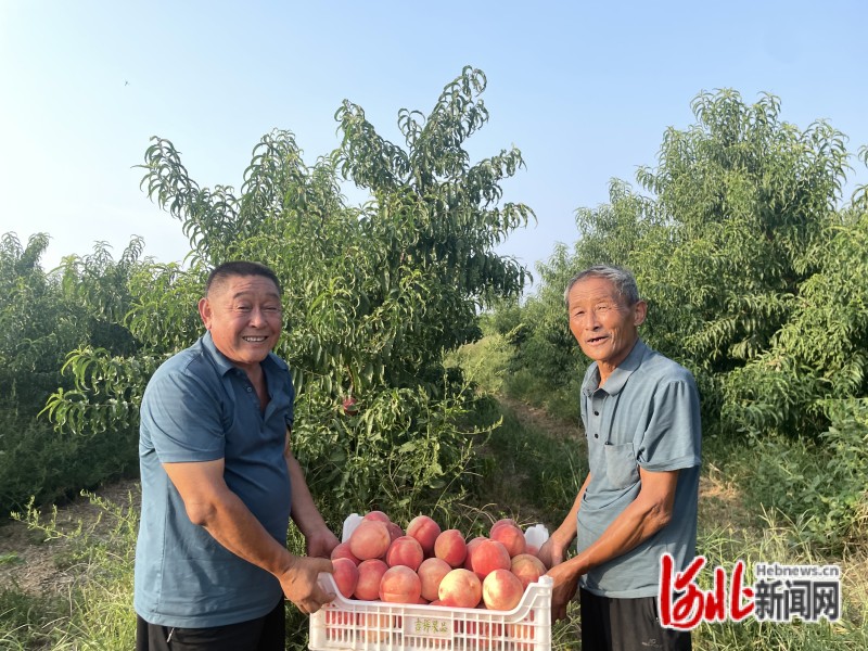 在河北临西县吕寨镇西夏庄村秋甜桃种植基地，工人正在搬运分拣装筐的桃子。