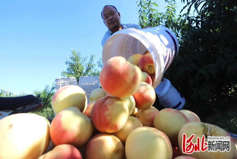 在河北临西县吕寨镇西夏庄村秋甜桃种植基地，工人正将采摘后的桃子进行集中堆放。