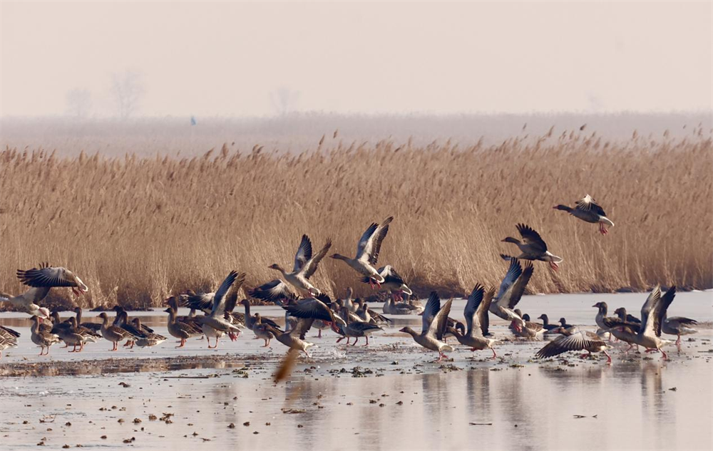 南大港湿地：雁飞掠水。刘全胜摄