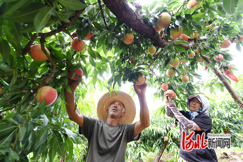 张家口怀来：蚕房营村久保桃喜获丰收