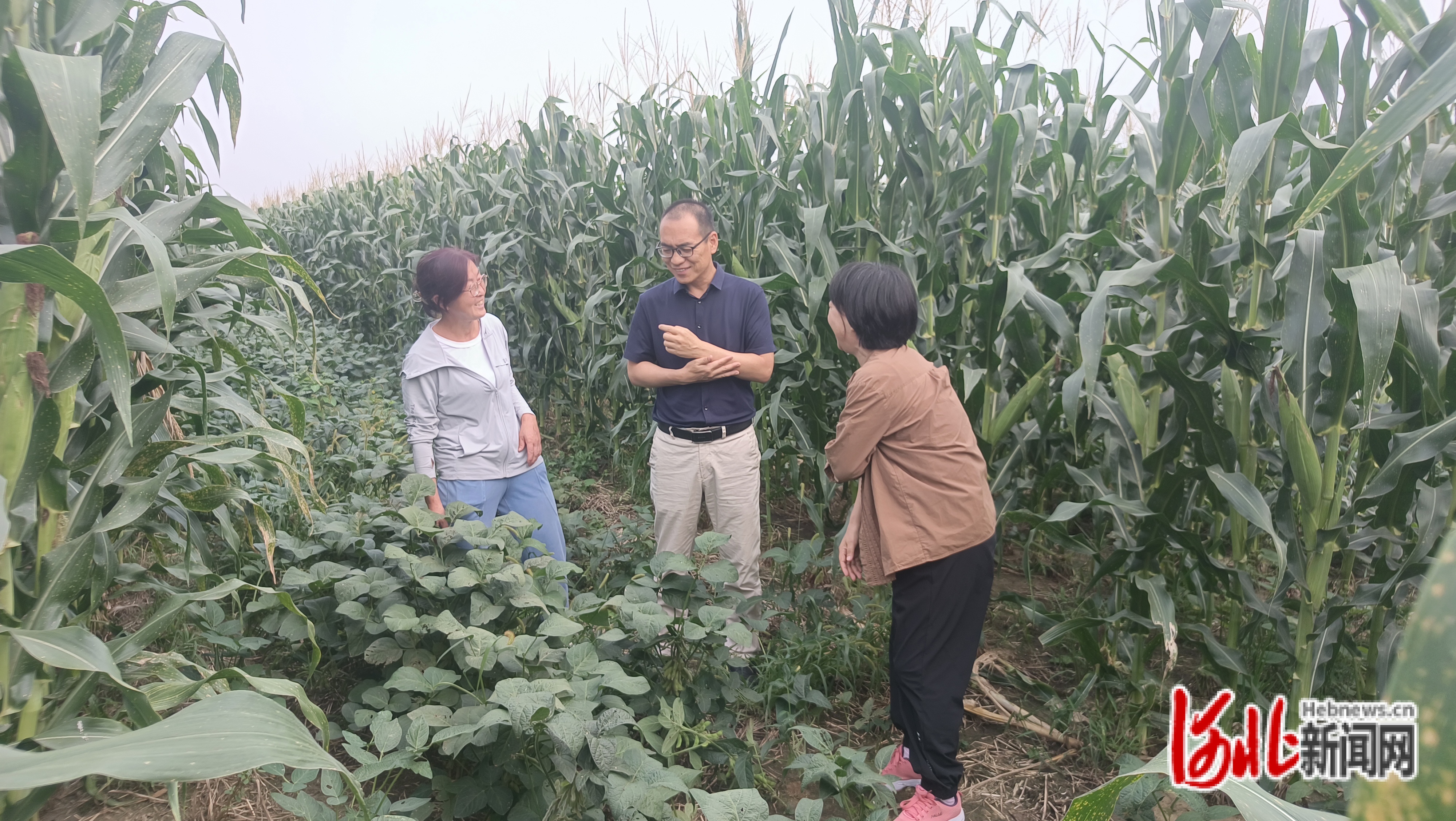 唐县王京镇拔茄村图片