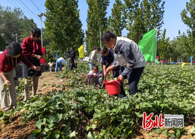 邱县：国庆乐游“红薯小镇” 共享丰收喜悦