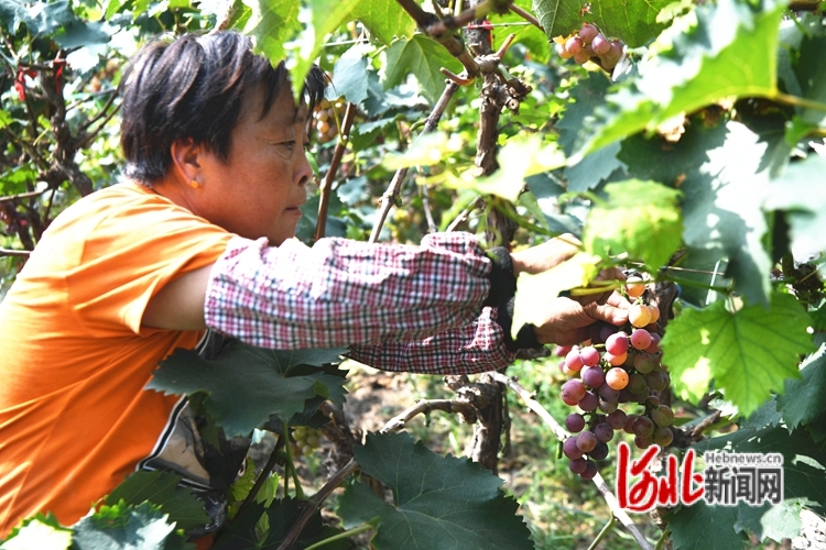 廊坊市安次区：葡萄缀枝头 果农喜丰收