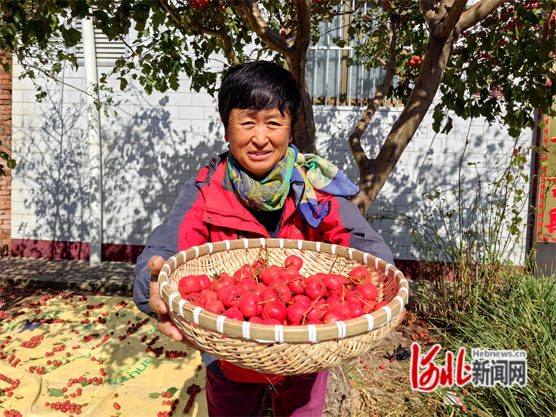 组图｜河北滦州：小小山楂“点亮”庭院经济