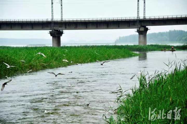 文安：构建京南水乡生态体系3.jpg