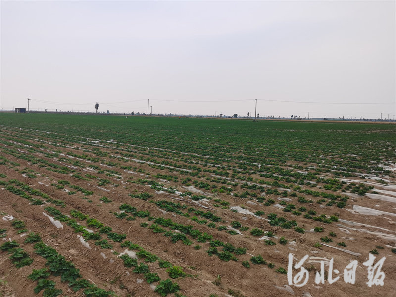 高油酸花生种植基地.jpg