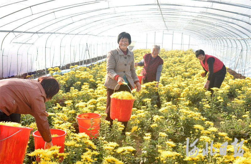 西水碾村菊花基地香飘万家.jpg