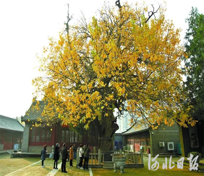 千年文庙古柏抱桑.jpg