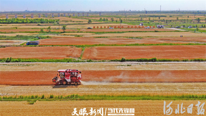 2 在沧州渤海新区黄骅市旧城镇仙庄片区的旱碱地麦田，联合收割机正在作业。 河北日报、河北日报客户端记者 张昊 摄.jpg