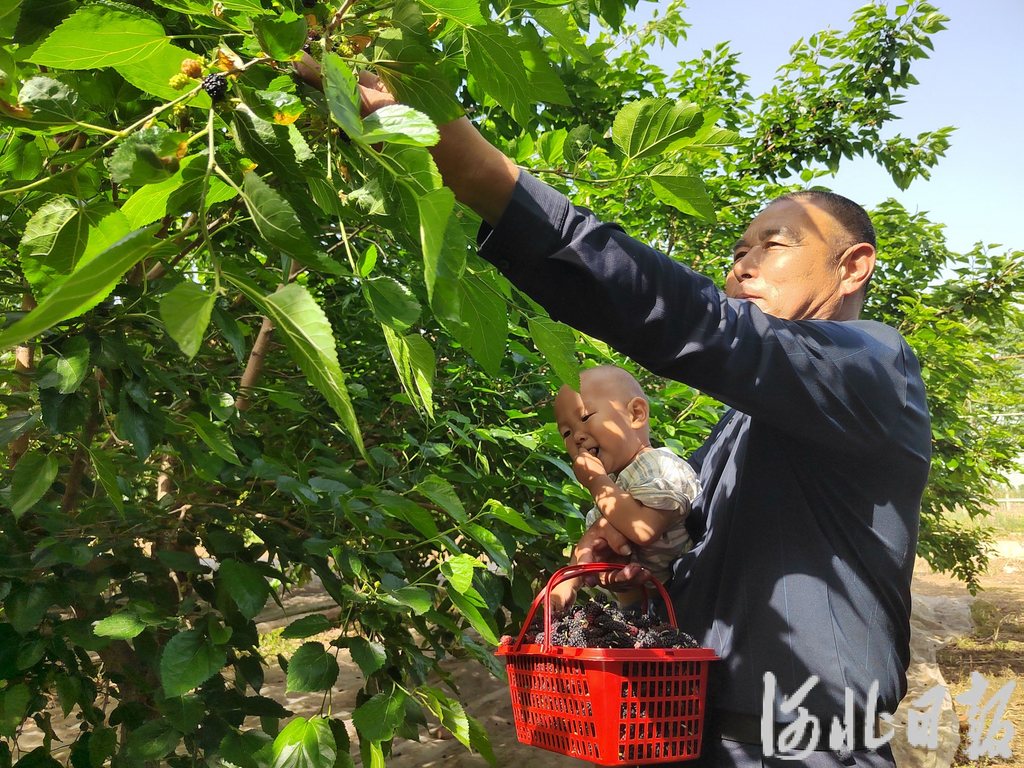 2025年5月13日，在石家庄恒泰农业有限公司正定县（良下村）农场，游客正采摘桑葚。 (8).jpg