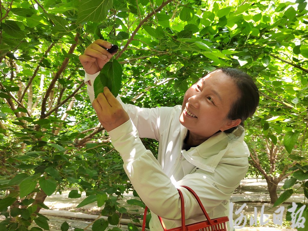 2025年5月13日，在石家庄恒泰农业有限公司正定县（良下村）农场，游客正采摘桑葚。 (2).jpg