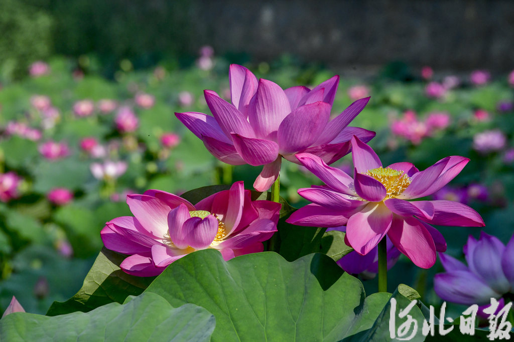 _DSC7929 拷贝.jpg