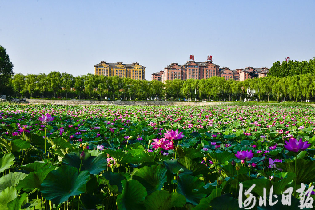 _DSC7955 拷贝.jpg
