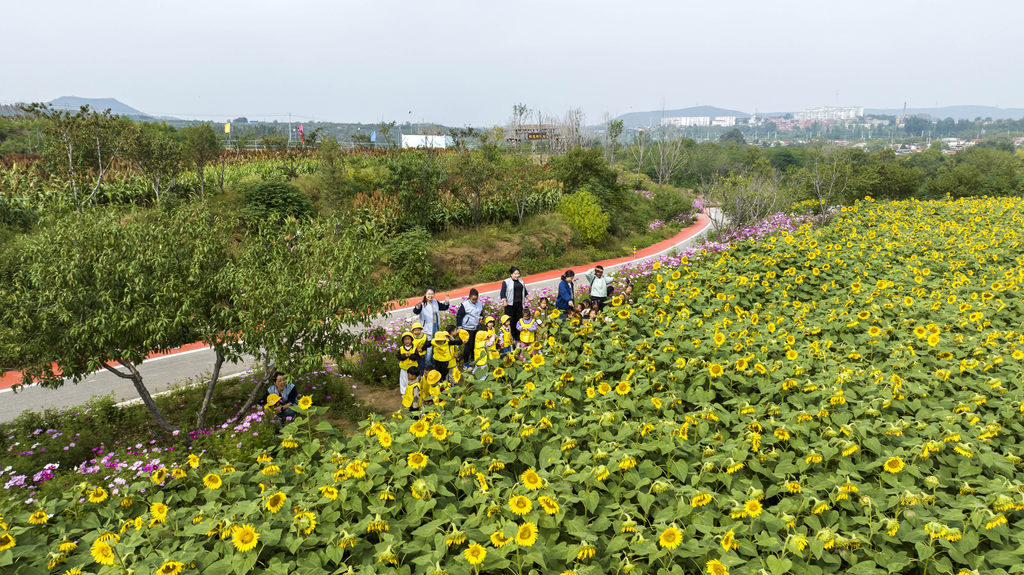 2025年10月15日，河北省邯郸市复兴区二六七二街道东高河村，老师带领幼儿园小朋友在千亩花海中研学观赏。DJI_0222-.jpg
