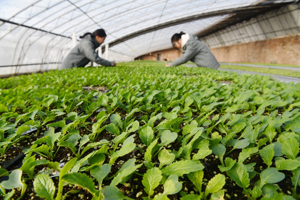 2026年1月20日，在石家庄市栾城区河北京蔬农业科技有限公司优质蔬菜培育基地，工作人员正在管护萝卜幼苗。.jpg