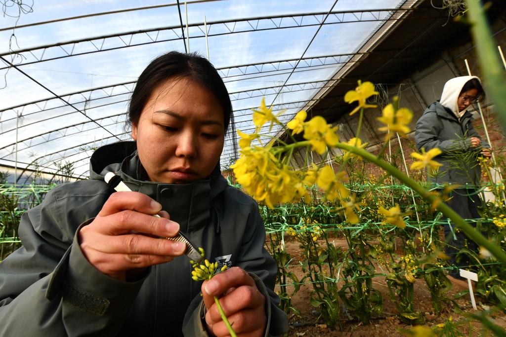 2026年1月20日，在石家庄市栾城区河北京蔬农业科技有限公司优质蔬菜培育基地，工作人员正在为菜心授粉。 (3).jpg