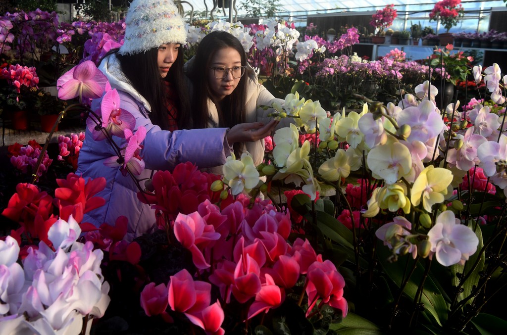 2026年1月21日，市民在河北省石家庄市栾城区刘林花社选购花卉。 (13).jpg