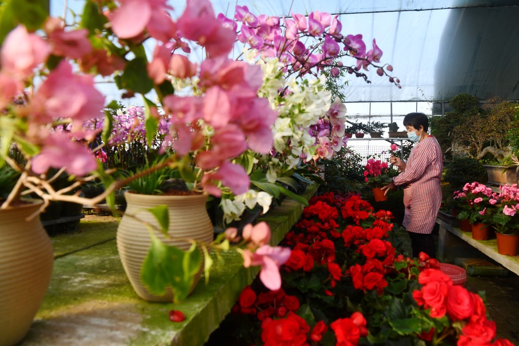 2026年1月21日，花社工作人员在河北省石家庄市栾城区刘林花社管护花卉。 (3).jpg