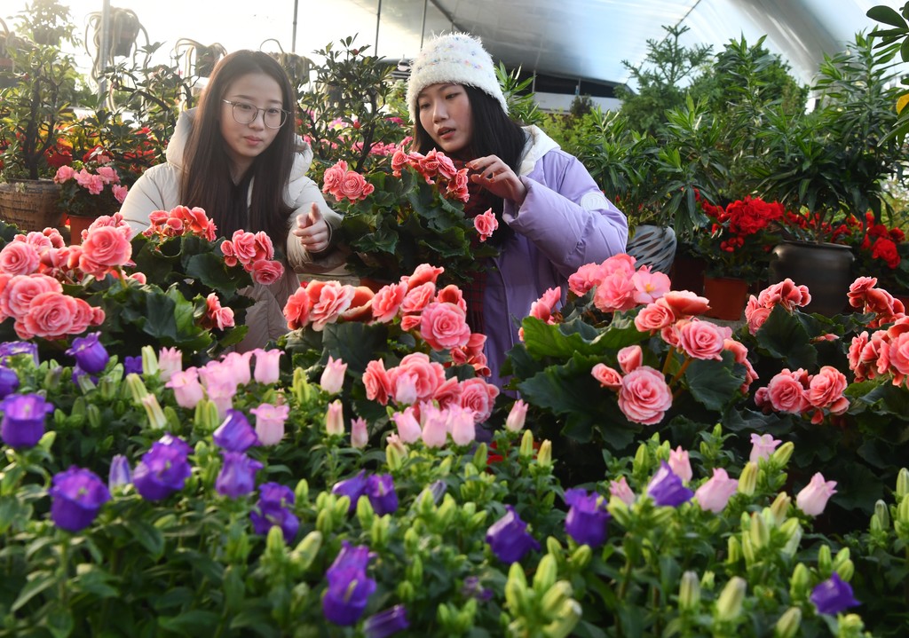 2026年1月21日，市民在河北省石家庄市栾城区刘林花社选购花卉。.jpg