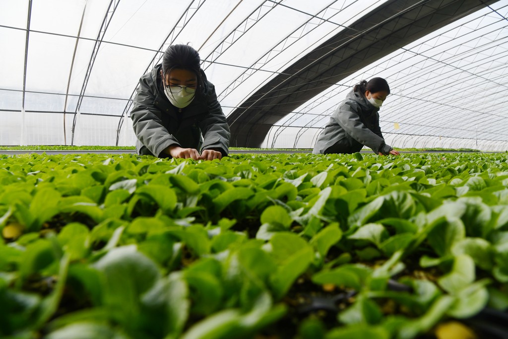 2026年2月4日，工作人员在河北省石家庄市栾城区河北京蔬农业科技有限公司优质蔬菜培育基地管护萝卜苗。 (4).jpg